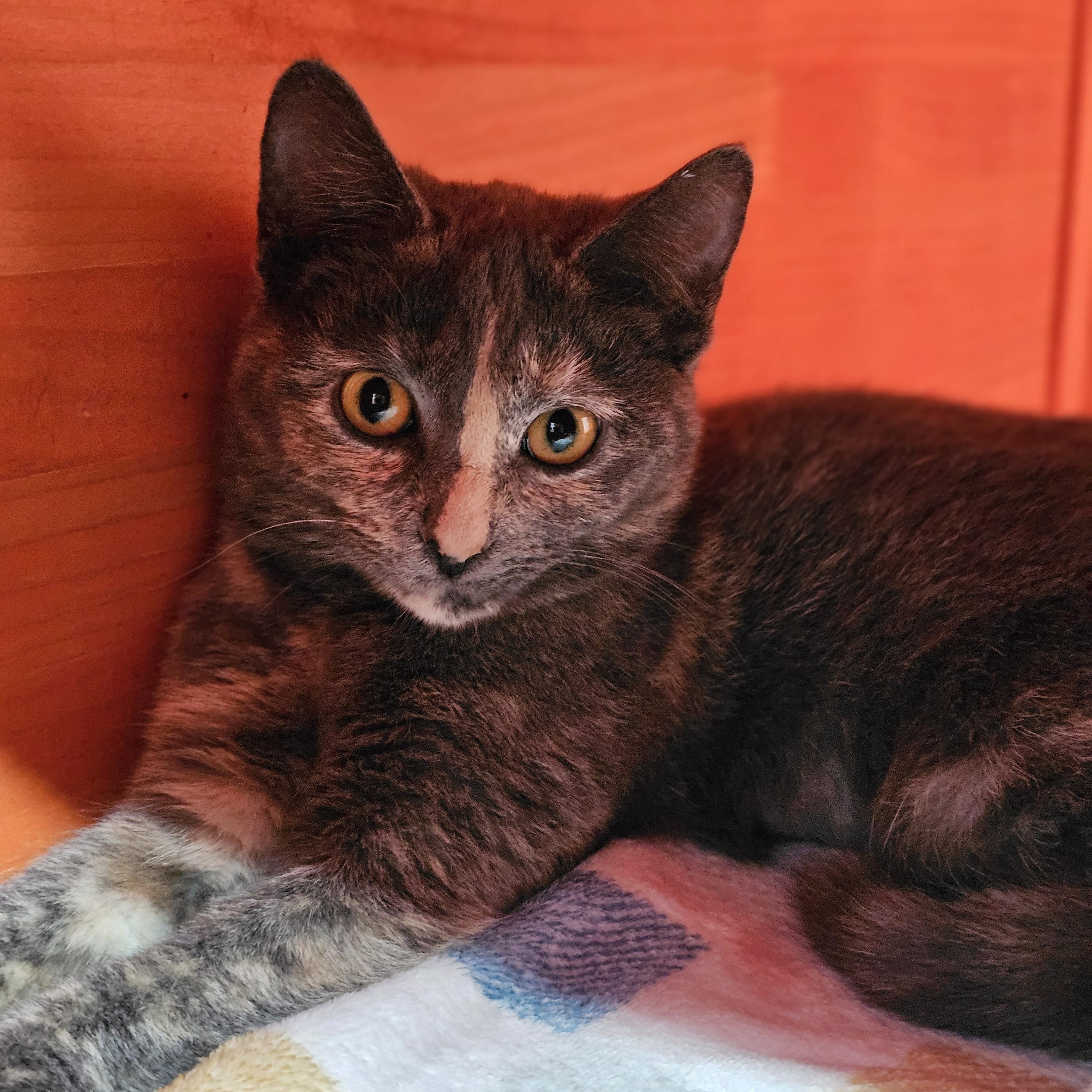 Juliet, ADOPTABLE, Young Female Domestic Short Hair.