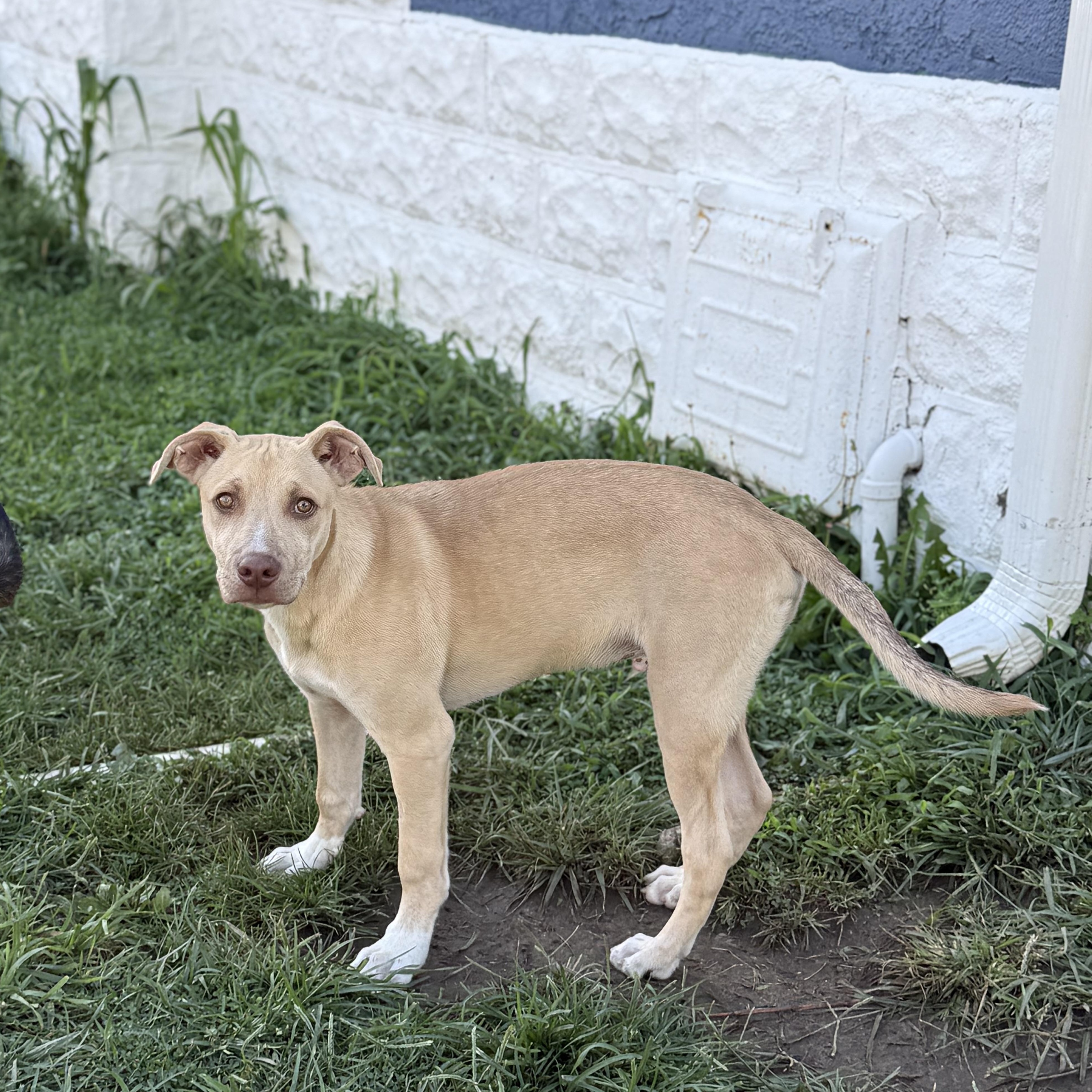 Enlarge Otis, an adopted mixed breed in Glenolden, PA image 4/6