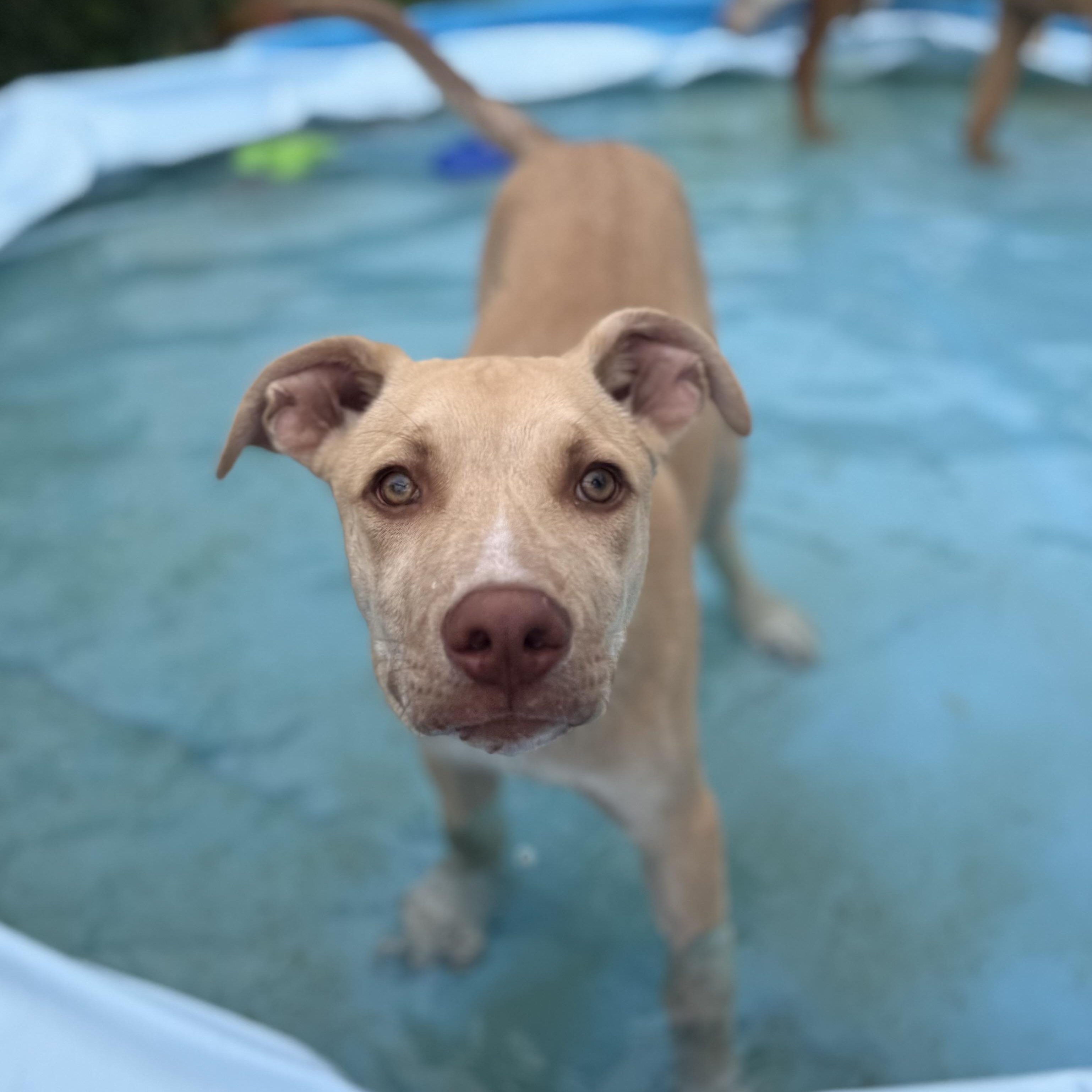 Enlarge Otis, an adopted mixed breed in Glenolden, PA image 3/6