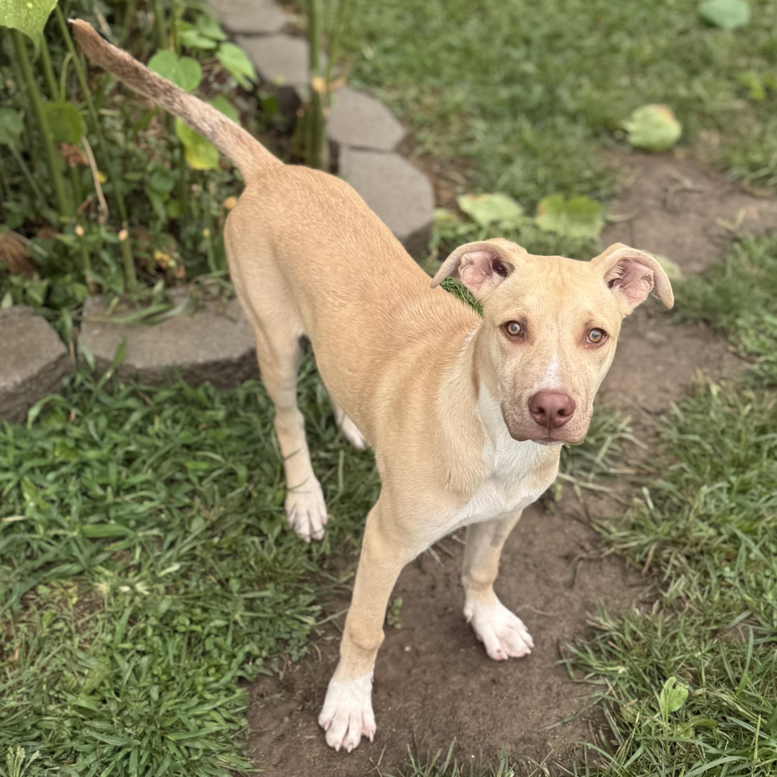 Enlarge Otis, an adopted mixed breed in Glenolden, PA image 2/6