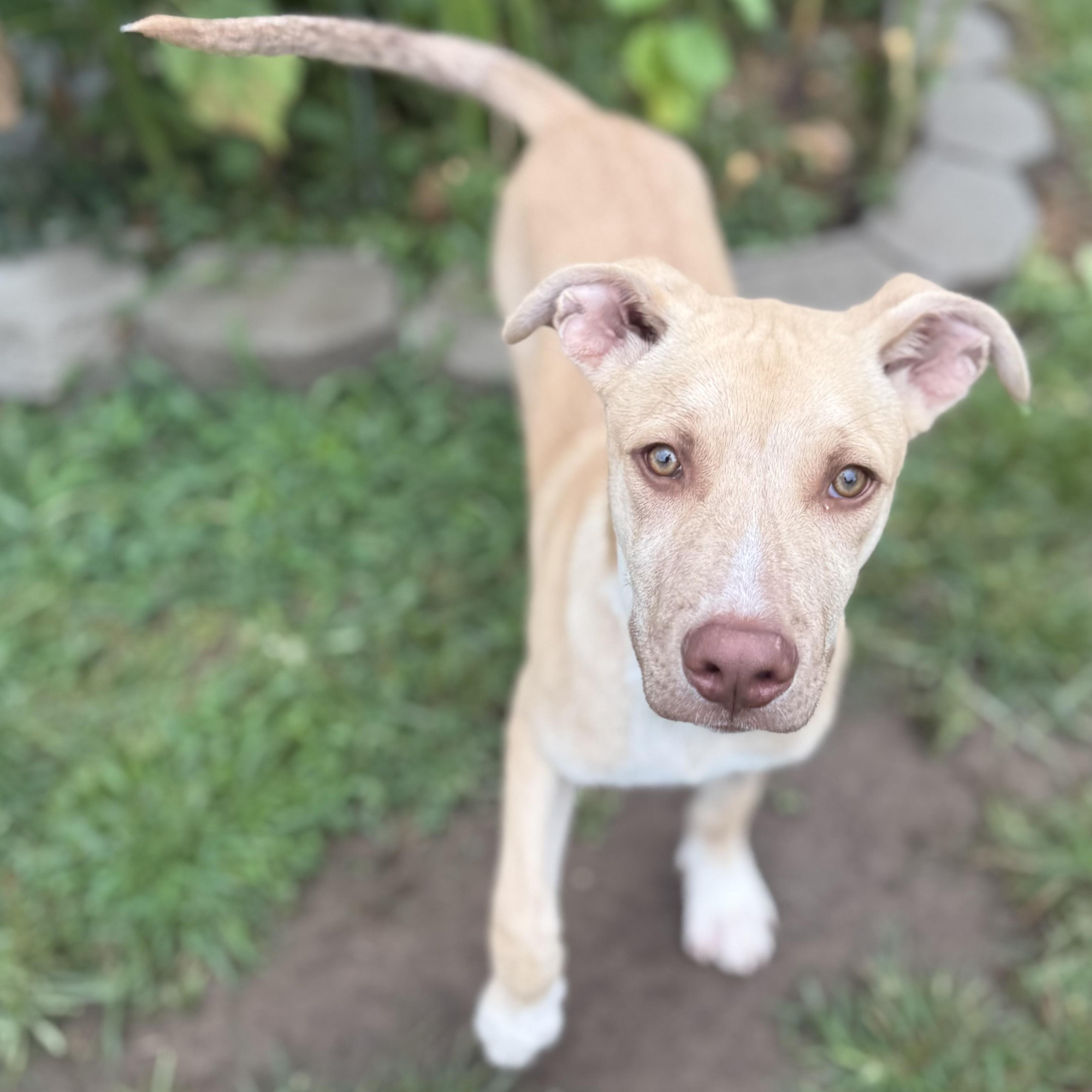 Enlarge Otis, an adopted mixed breed in Glenolden, PA image 5/6
