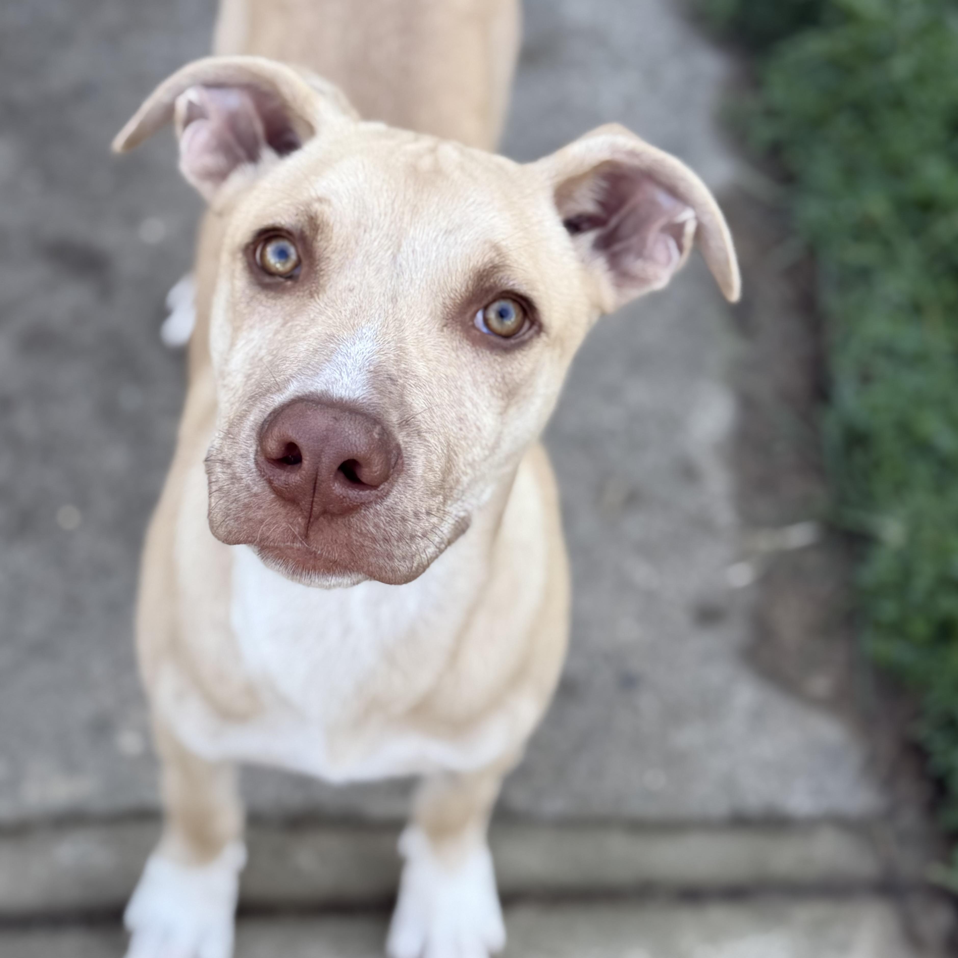 Otis, adopted, Puppy Male Pit Bull Terrier & Labrador Retriever.