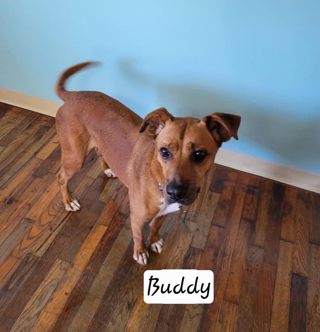Buddy, adopted, Adult Male Boxer.