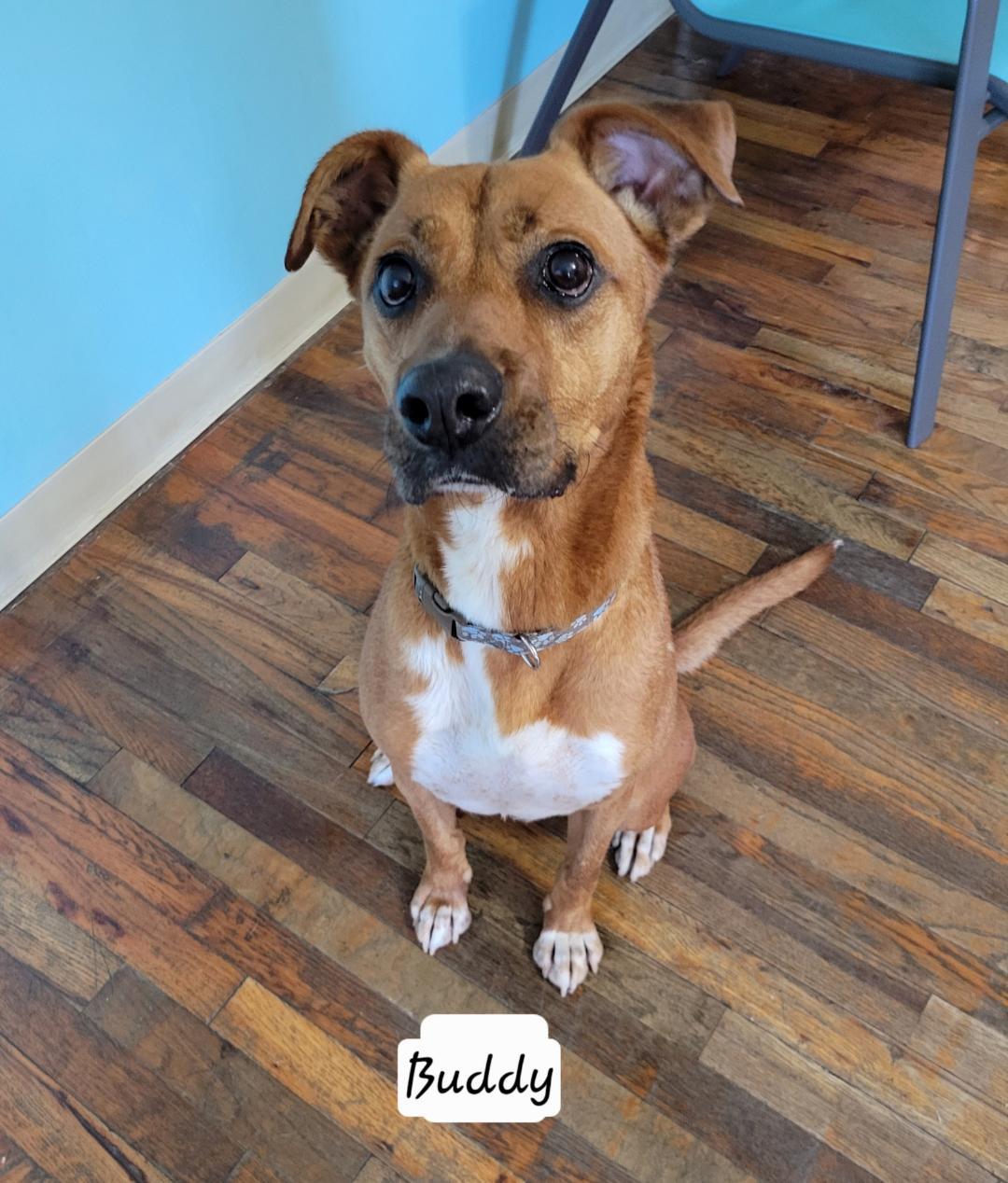 Enlarge Buddy, an adopted mixed breed in Granbury, TX image 2/2