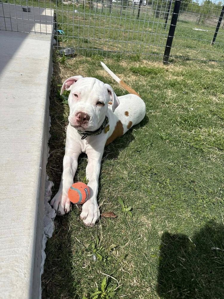 Enlarge Zack, a Adoptable mixed breed in Frisco, TX image 1/4