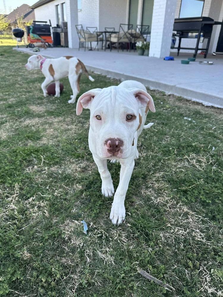 Enlarge Zack, a Adoptable mixed breed in Frisco, TX image 2/4