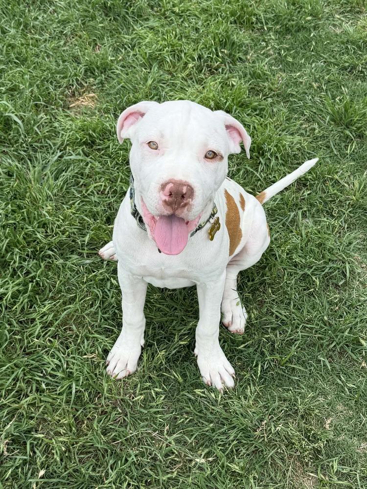 Enlarge Zack, a Adoptable mixed breed in Frisco, TX image 3/4