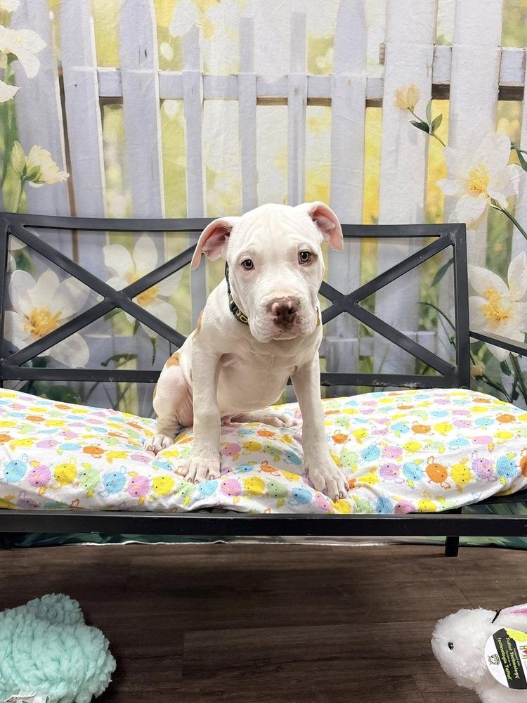 Zack, Adoptable, Puppy Male Pit Bull Terrier & American Staffordshire Terrier.