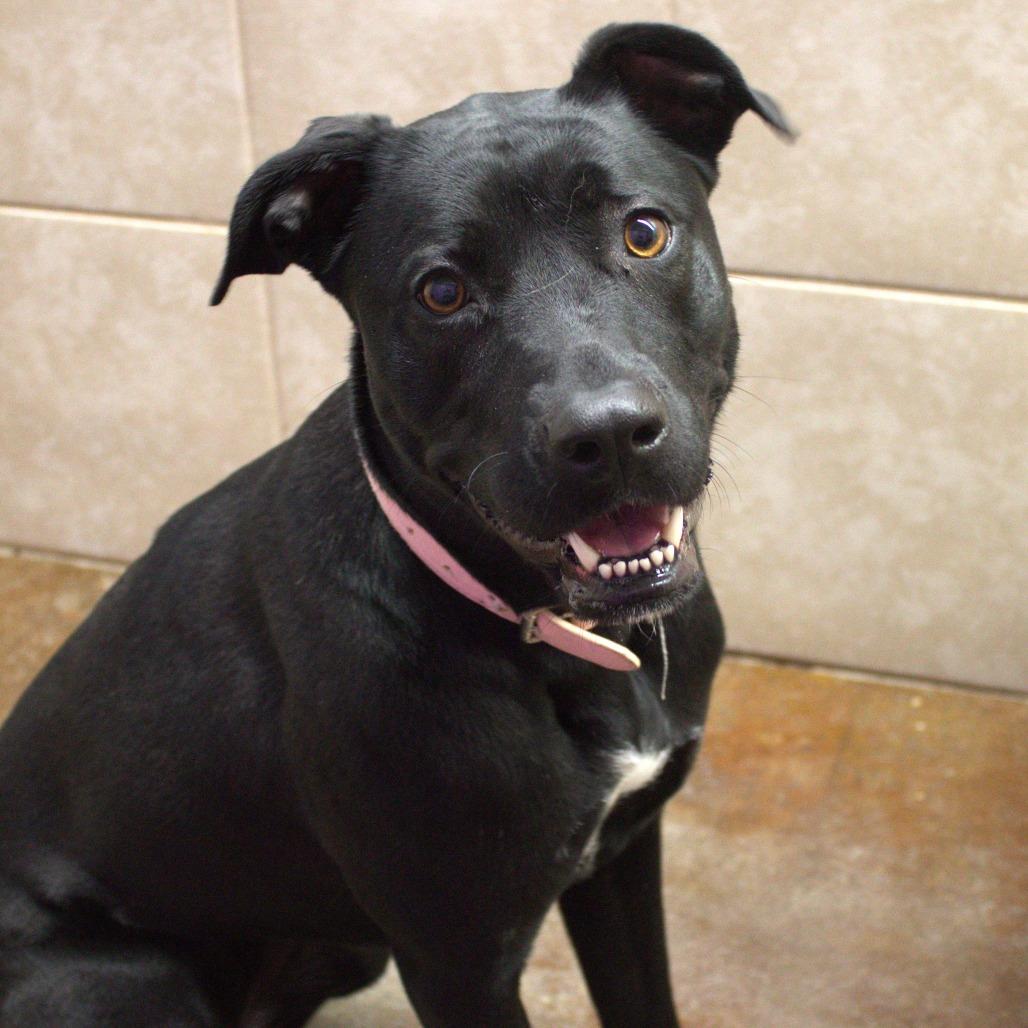 Enlarge Hazel May, a Adoptable mixed breed in Springfield, MO image 2/6