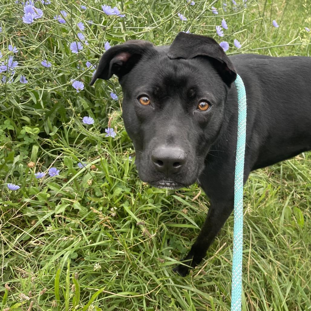 Enlarge Hazel May, a Adoptable mixed breed in Springfield, MO image 4/6