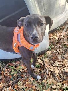Enlarge Athena, a ADOPTABLE mixed breed in Winter Haven, FL image 3/4