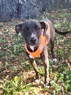 Enlarge Athena, a ADOPTABLE mixed breed in Winter Haven, FL image 4/4