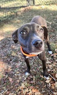 Enlarge Athena, a ADOPTABLE mixed breed in Winter Haven, FL image 2/4