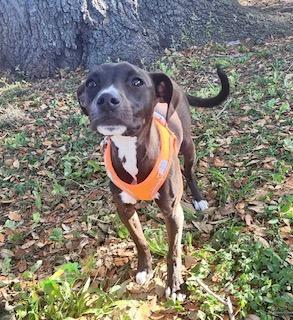 Enlarge Athena, a ADOPTABLE mixed breed in Winter Haven, FL image 1/4