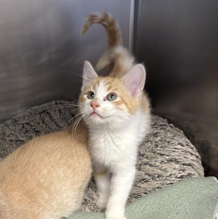 Putter, Adoptable, Young Male Tabby.