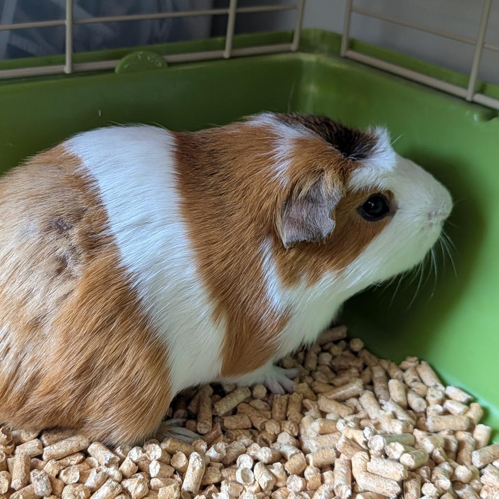 Mikey, Adoptable, Adult Male Guinea Pig.