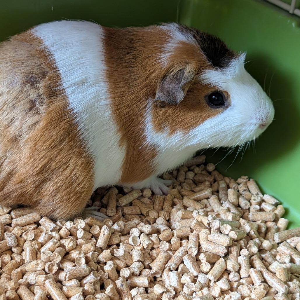 Mikey, a Adoptable Guinea Pig in Saint Cloud, MN image 2/5