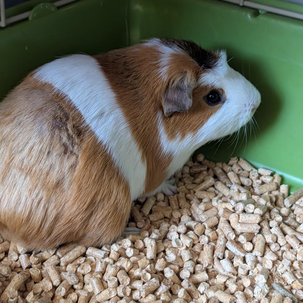Mikey, a Adoptable Guinea Pig in Saint Cloud, MN image 3/5