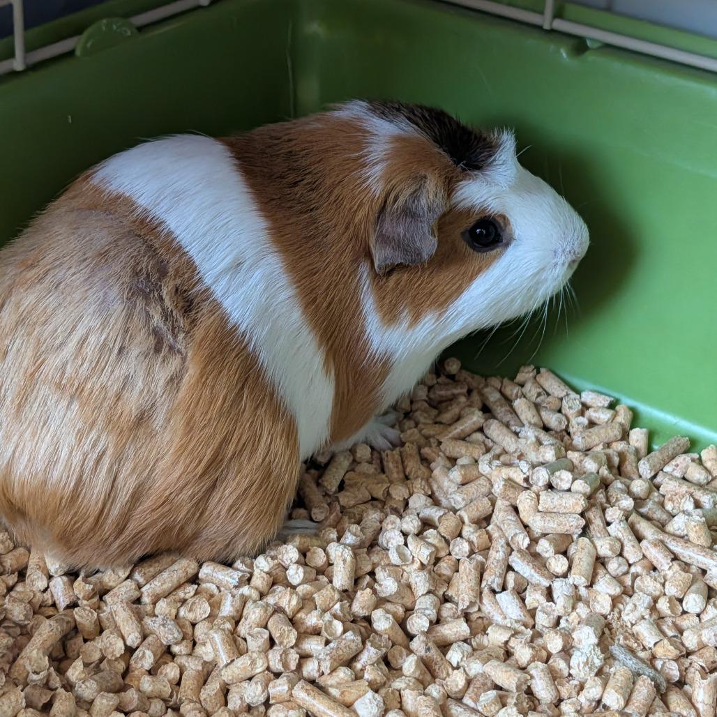 Mikey, a Adoptable Guinea Pig in Saint Cloud, MN image 4/5