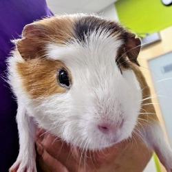Mikey, a Adoptable Guinea Pig in Saint Cloud, MN image 5/5