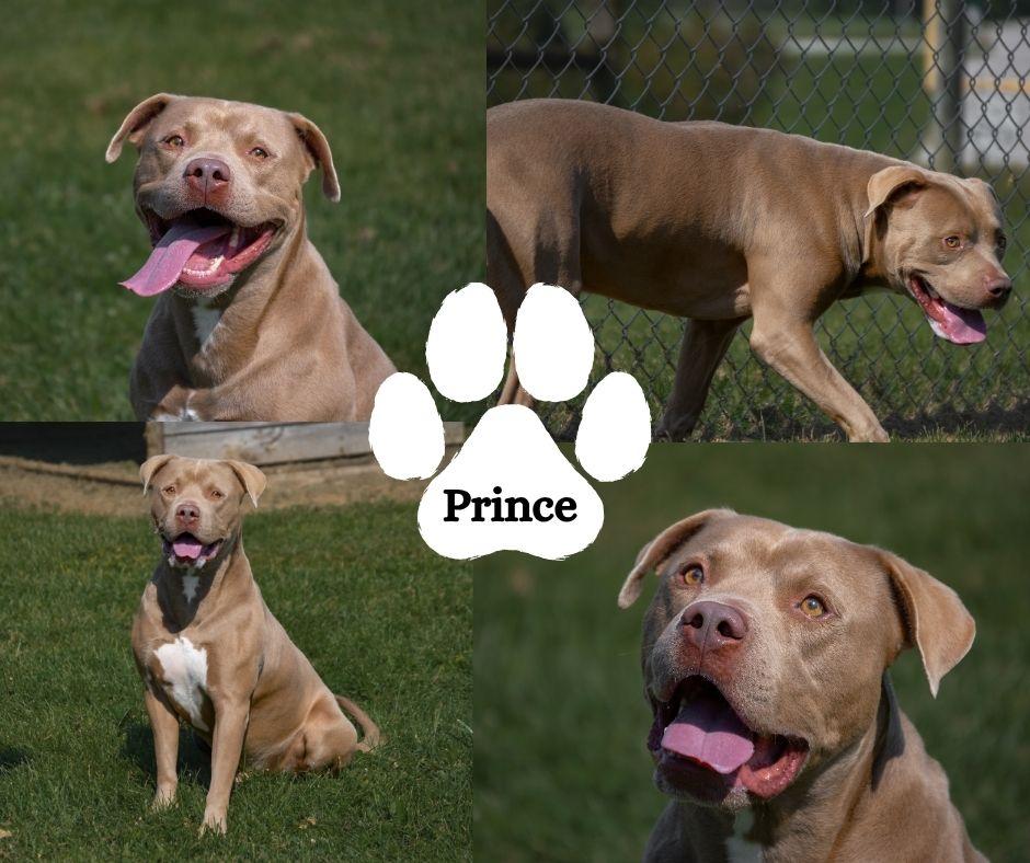 Enlarge Prince, a Adoptable mixed breed in Winchester, KY image 1/1