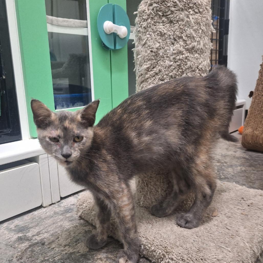 Bitsy, a Adoptable Domestic Short Hair in Oak Hill, WV image 2/6