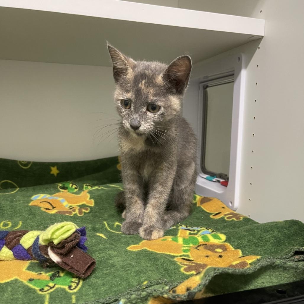 Bitsy, a Adoptable Domestic Short Hair in Oak Hill, WV image 4/6