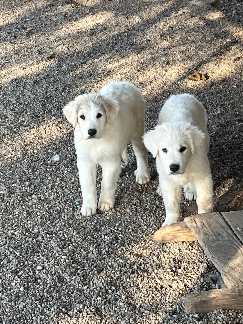 Enlarge Puppies , a Adopted Great Pyrenees in Stockbridge, MI image 1/1