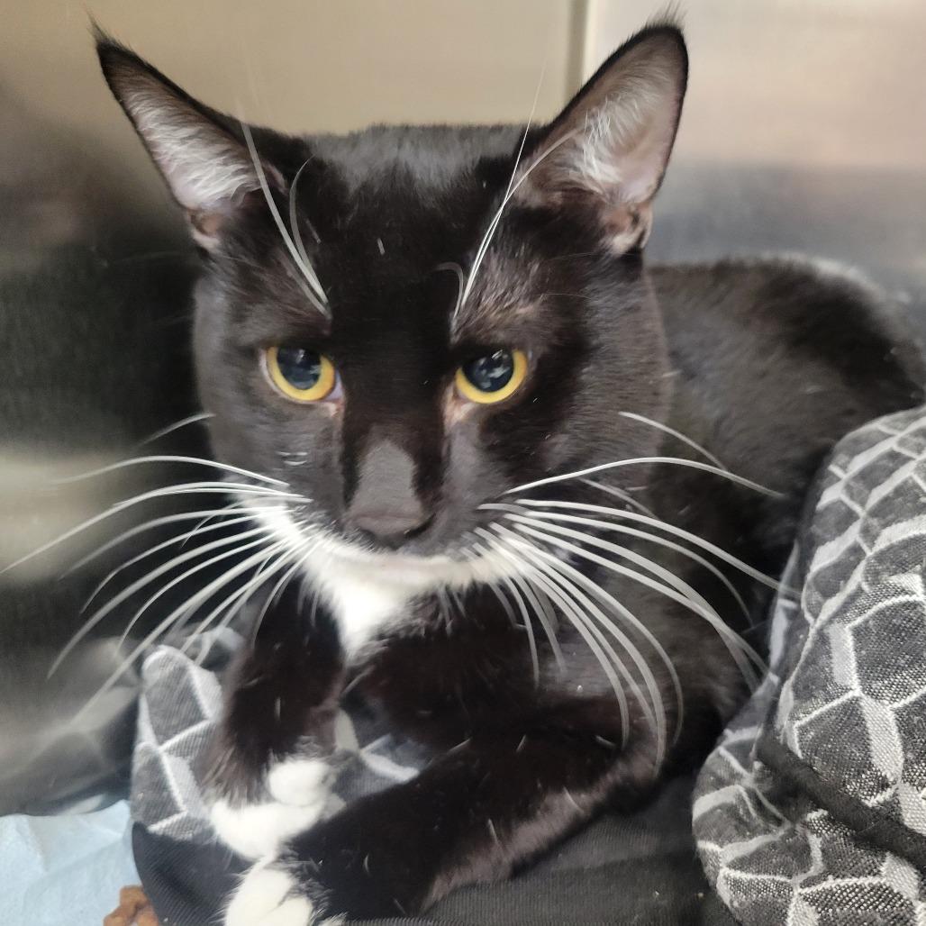 Bayou, Adoptable, Adult Male Domestic Short Hair.