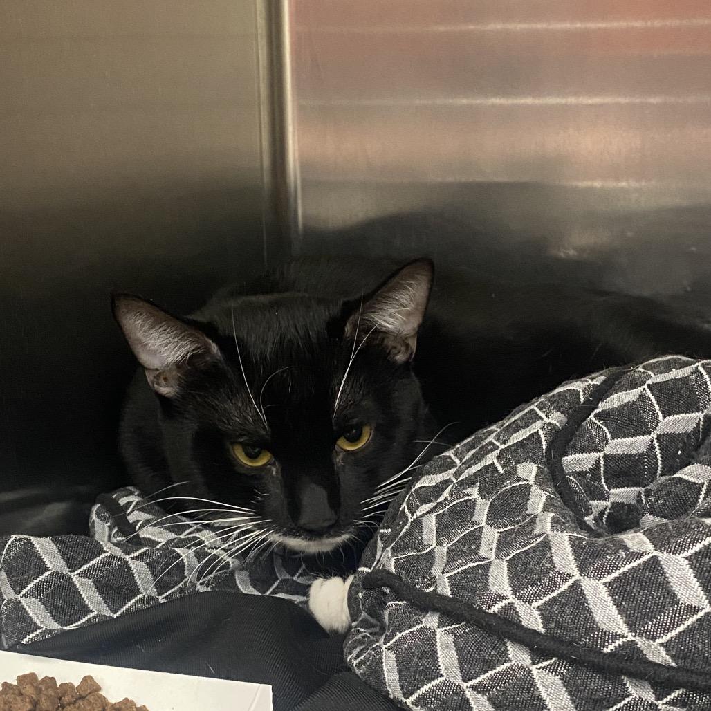 Bayou, a Adoptable Domestic Short Hair in Westminster, CA image 2/2