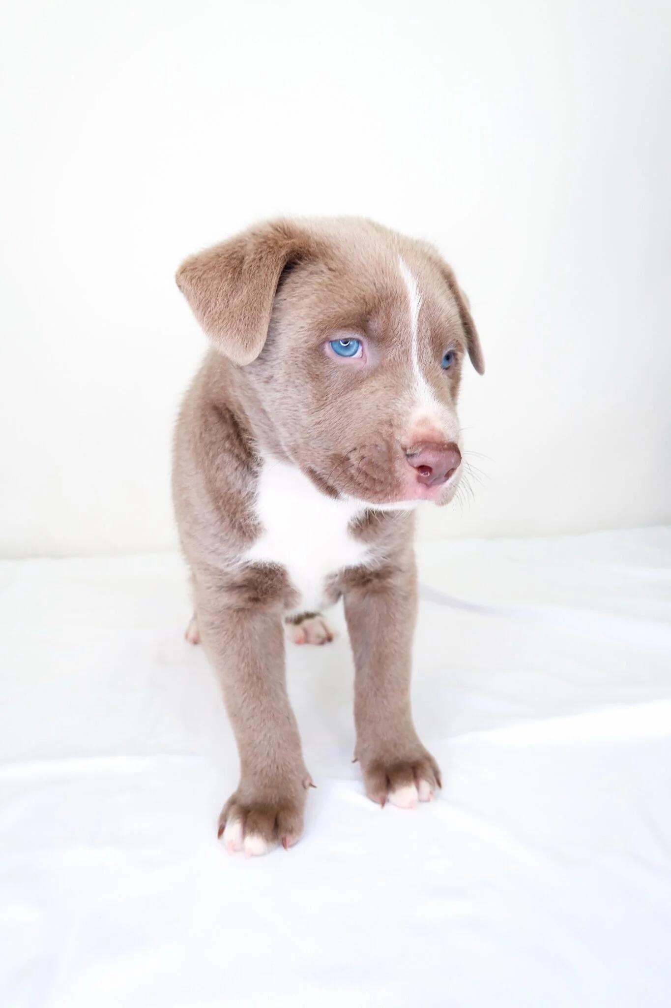 Enlarge Mango, an adopted mixed breed in Bixby, OK image 4/4