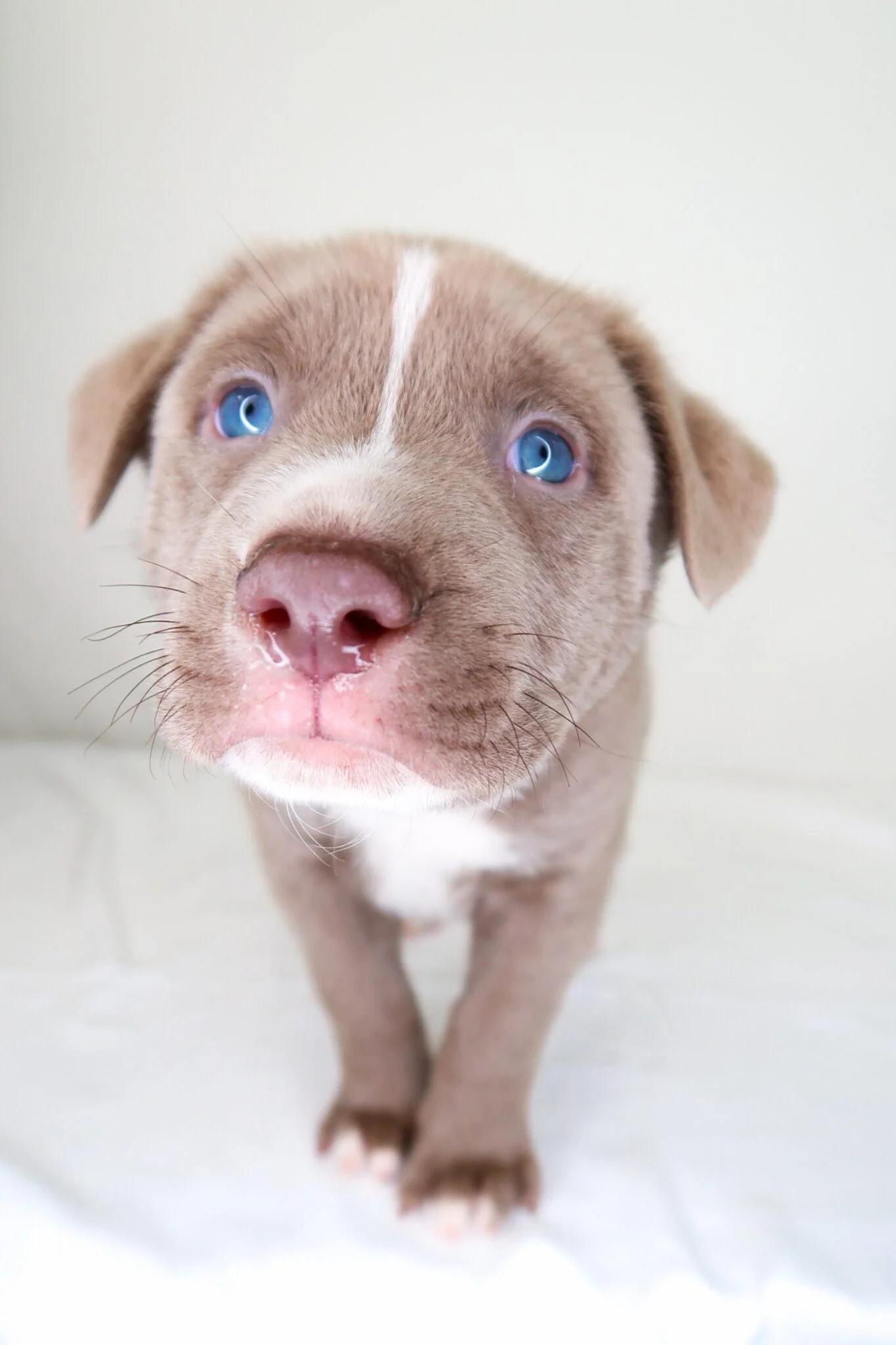 Enlarge Mango, an adopted mixed breed in Bixby, OK image 3/4