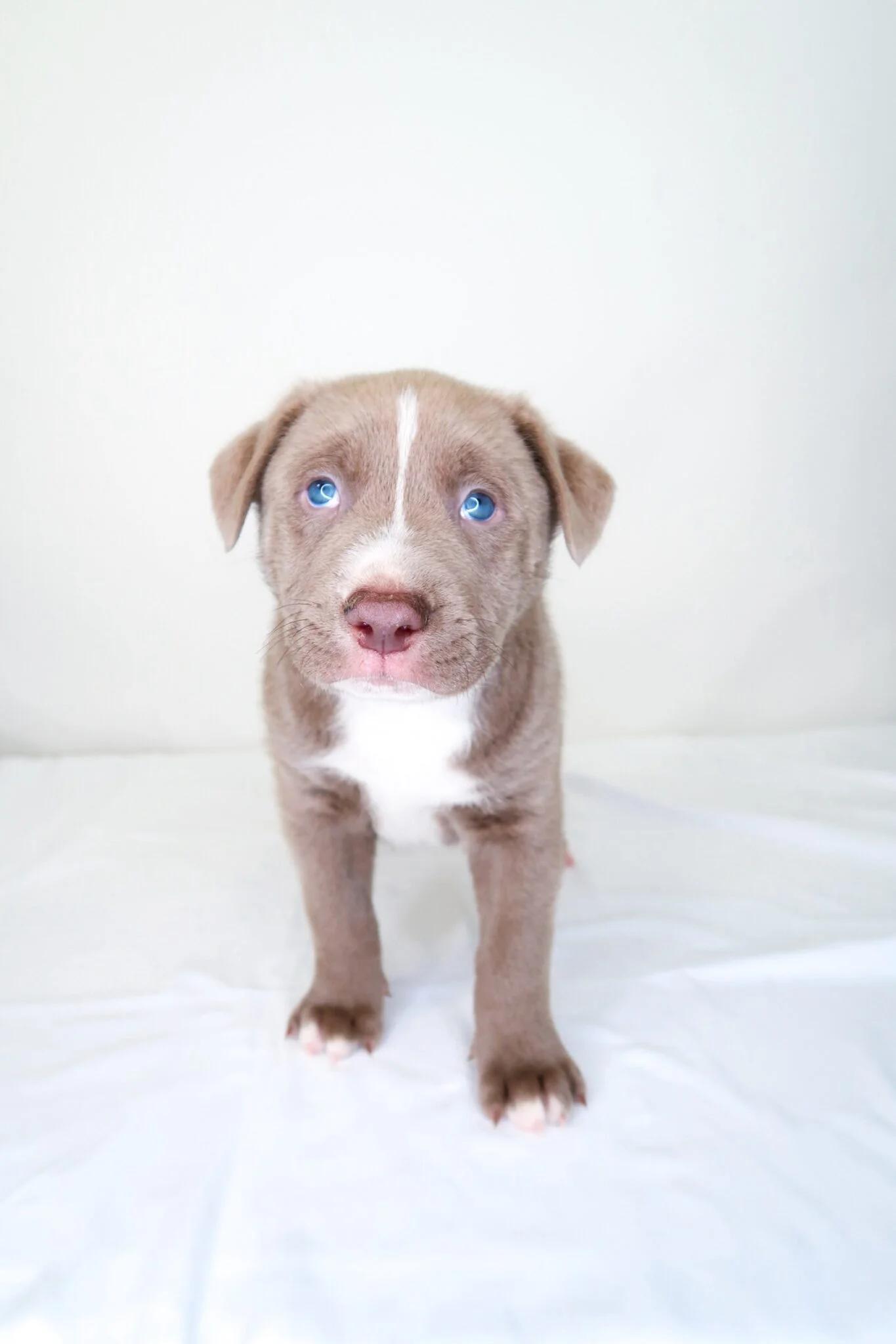 Enlarge Mango, an adopted mixed breed in Bixby, OK image 2/4