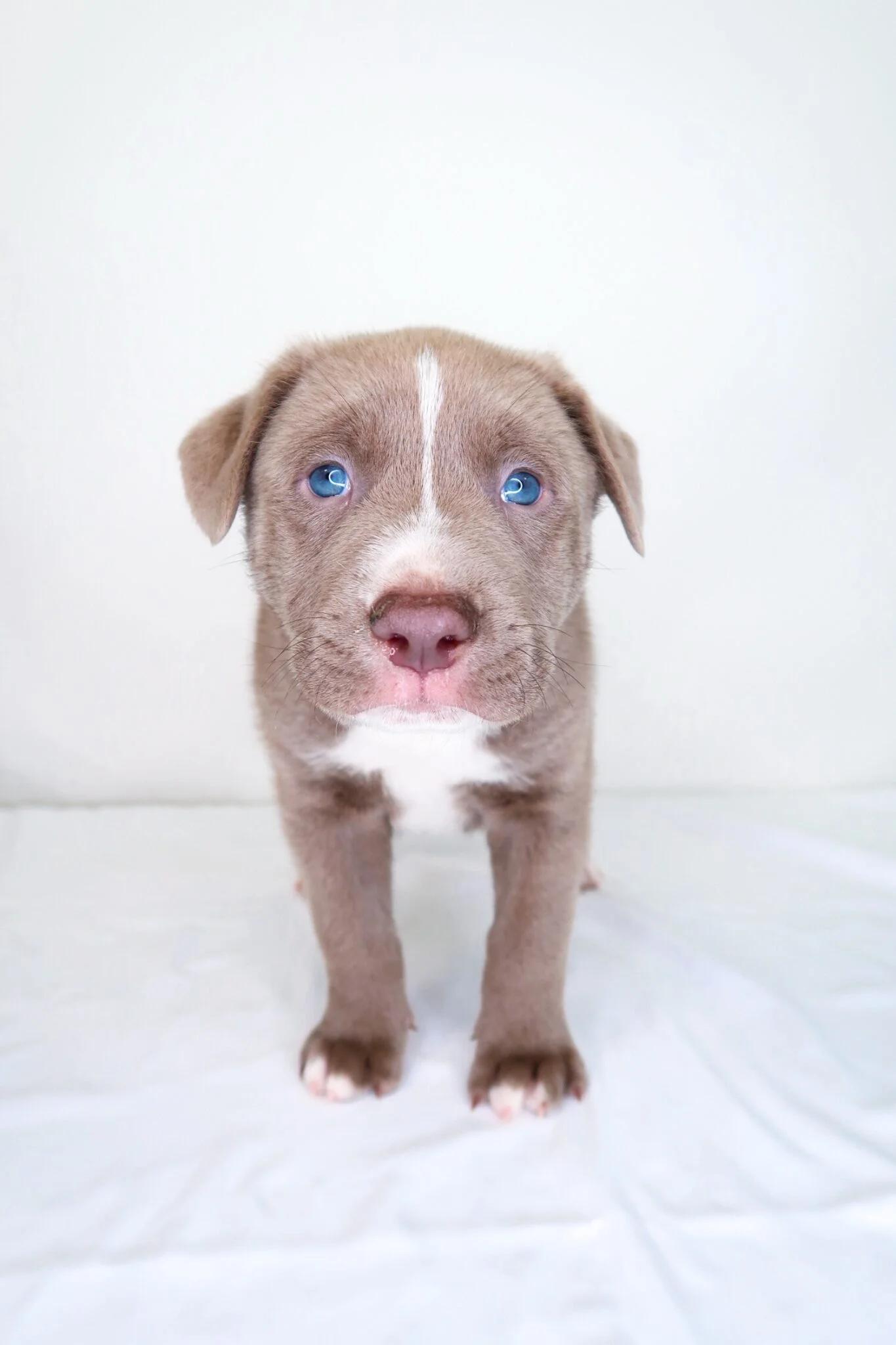 Mango, adopted, Puppy Male Pit Bull Terrier.