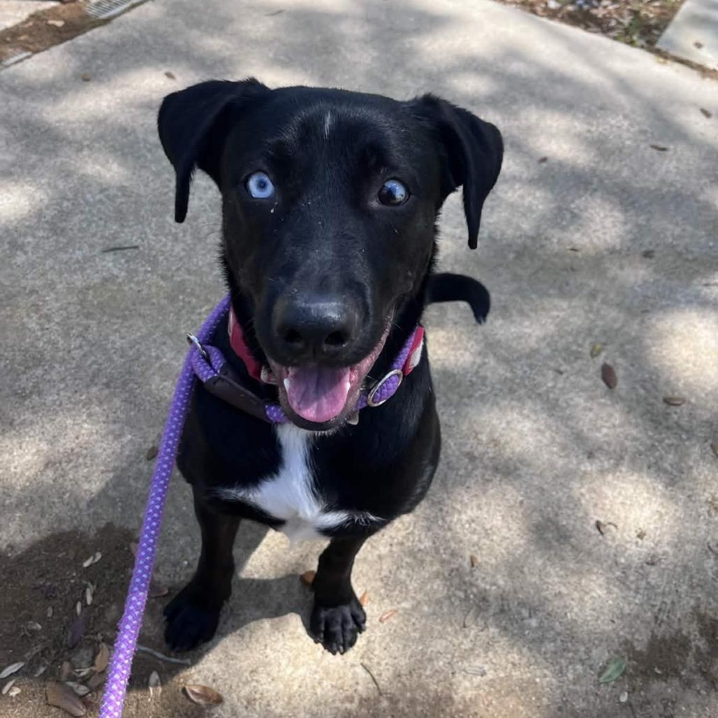 Enlarge Kenny, a Adoptable mixed breed in Beaumont, TX image 1/6