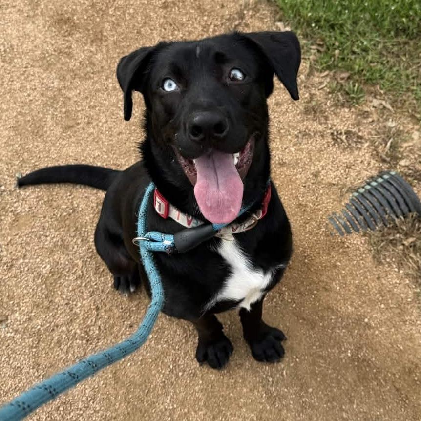 Enlarge Kenny, a Adoptable mixed breed in Beaumont, TX image 2/6