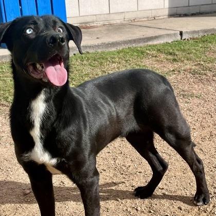 Enlarge Kenny, a Adoptable mixed breed in Beaumont, TX image 3/6