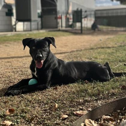 Enlarge Kenny, a Adoptable mixed breed in Beaumont, TX image 4/6
