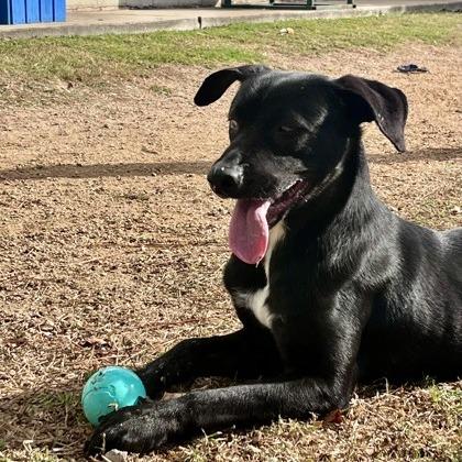 Enlarge Kenny, a Adoptable mixed breed in Beaumont, TX image 5/6