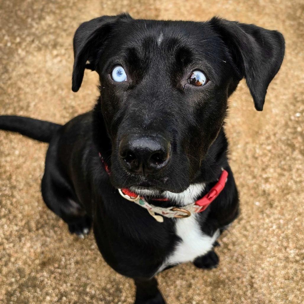 Enlarge Kenny, a Adoptable mixed breed in Beaumont, TX image 5/6