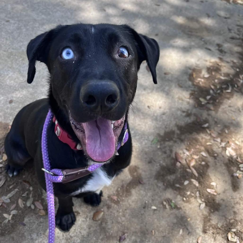 Enlarge Kenny, a Adoptable mixed breed in Beaumont, TX image 6/6