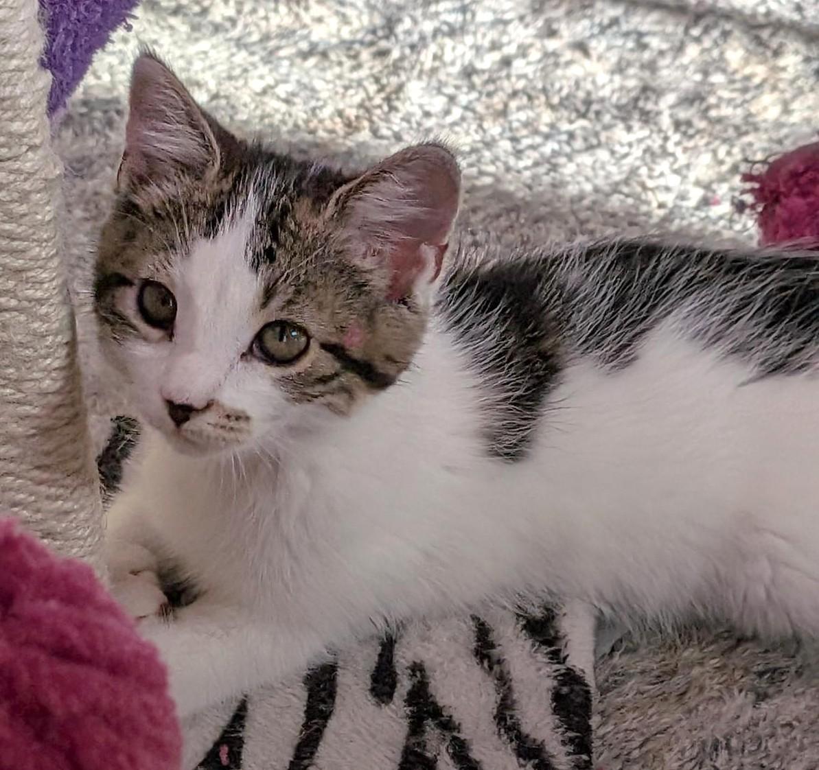 Marble, a Adoptable Tabby in Stoney Creek, ON image 3/4