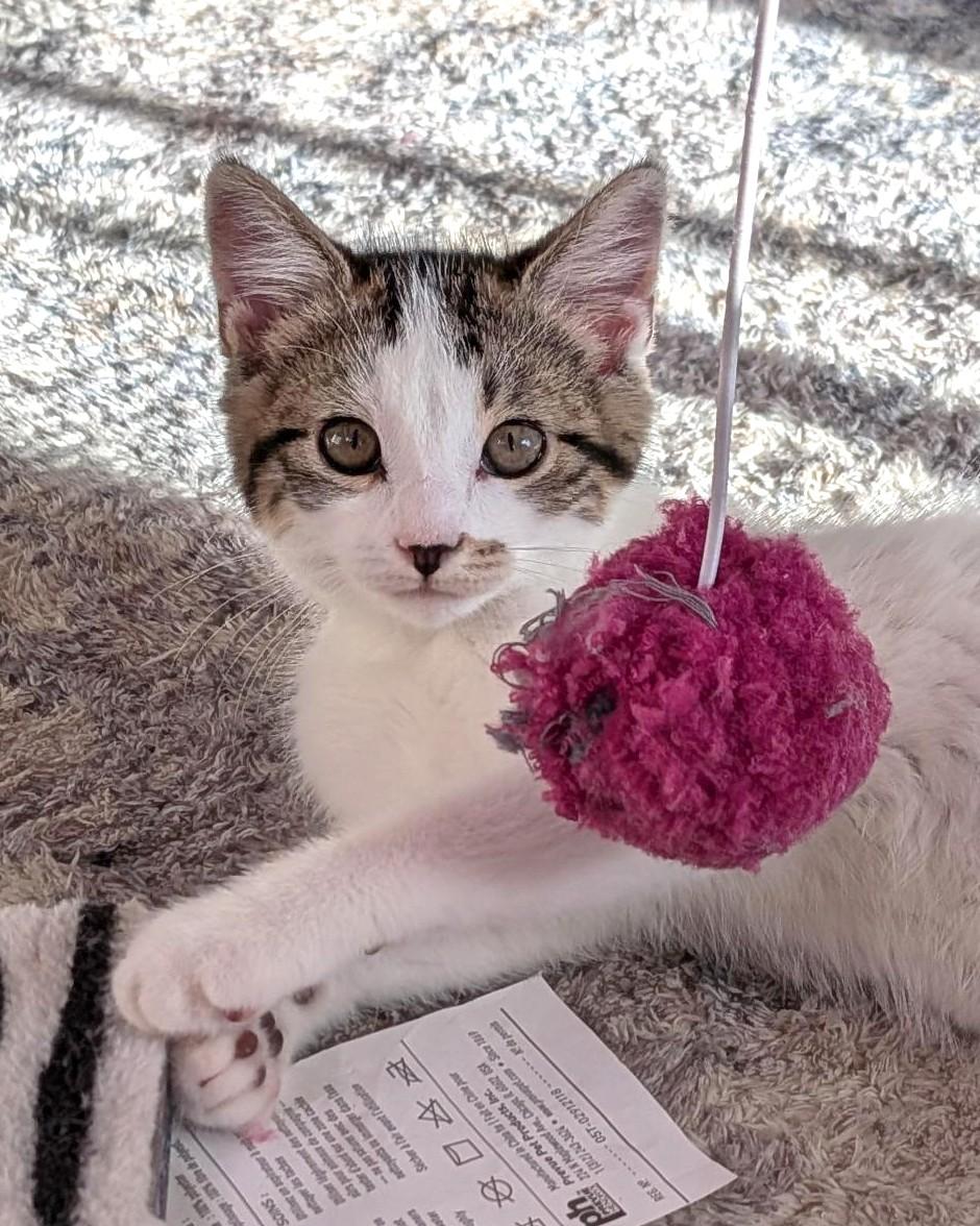 Marble, a Adoptable Tabby in Stoney Creek, ON image 2/4