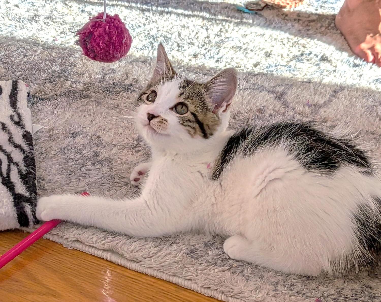 Marble, a Adoptable Tabby in Stoney Creek, ON image 4/4