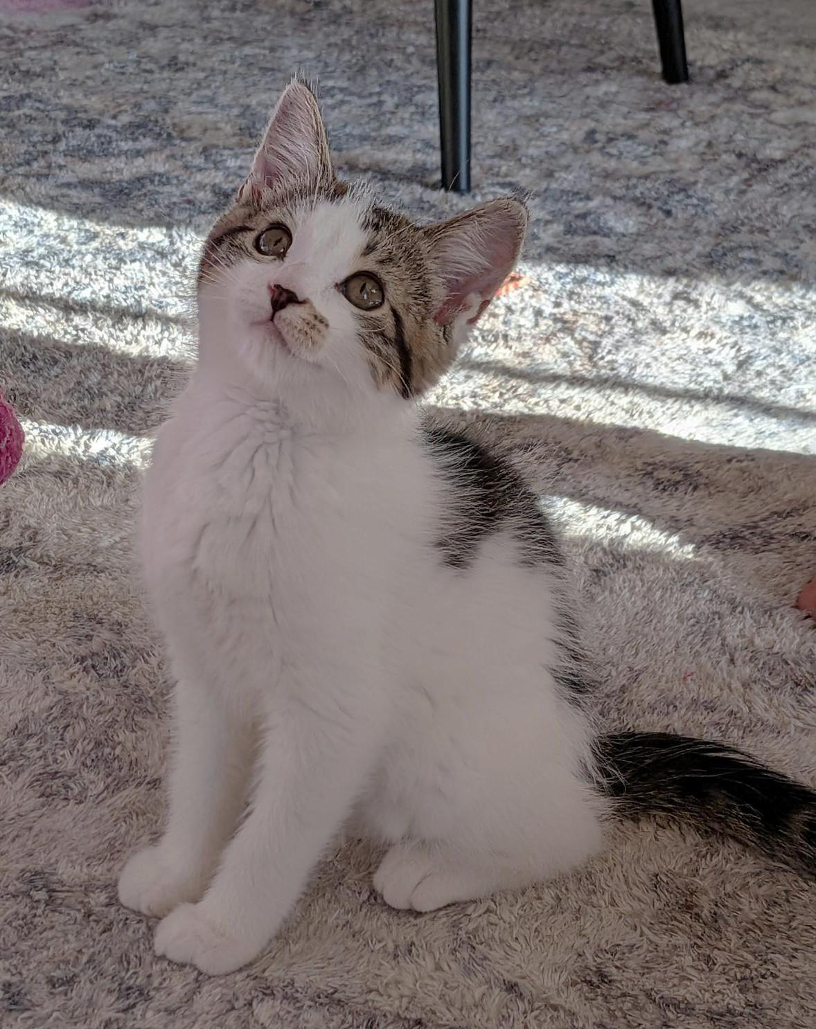 Marble, Adoptable, Kitten Female Tabby.