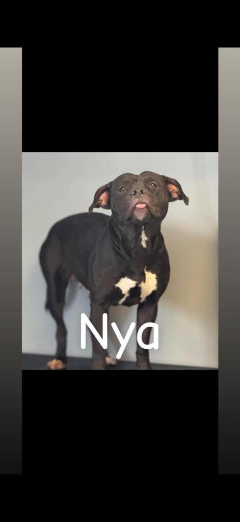 Enlarge Nya, a Adoptable Pit Bull Terrier in Winchester, IN image 1/1