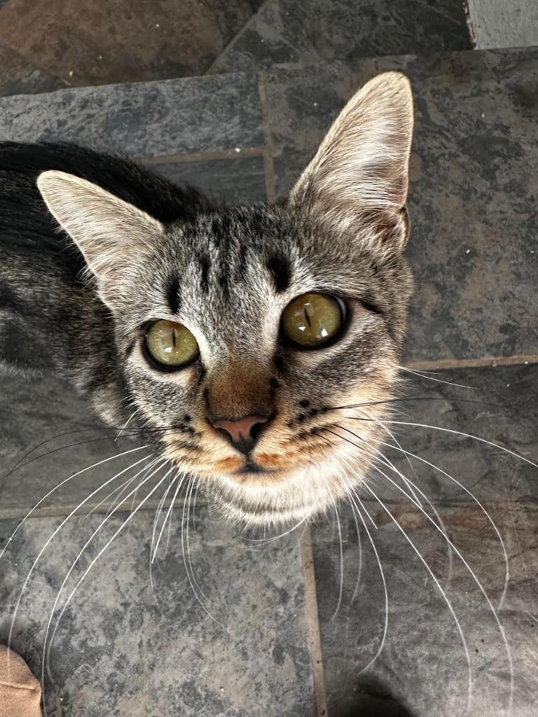 Topaz, Adoptable, Kitten Female Domestic Short Hair.