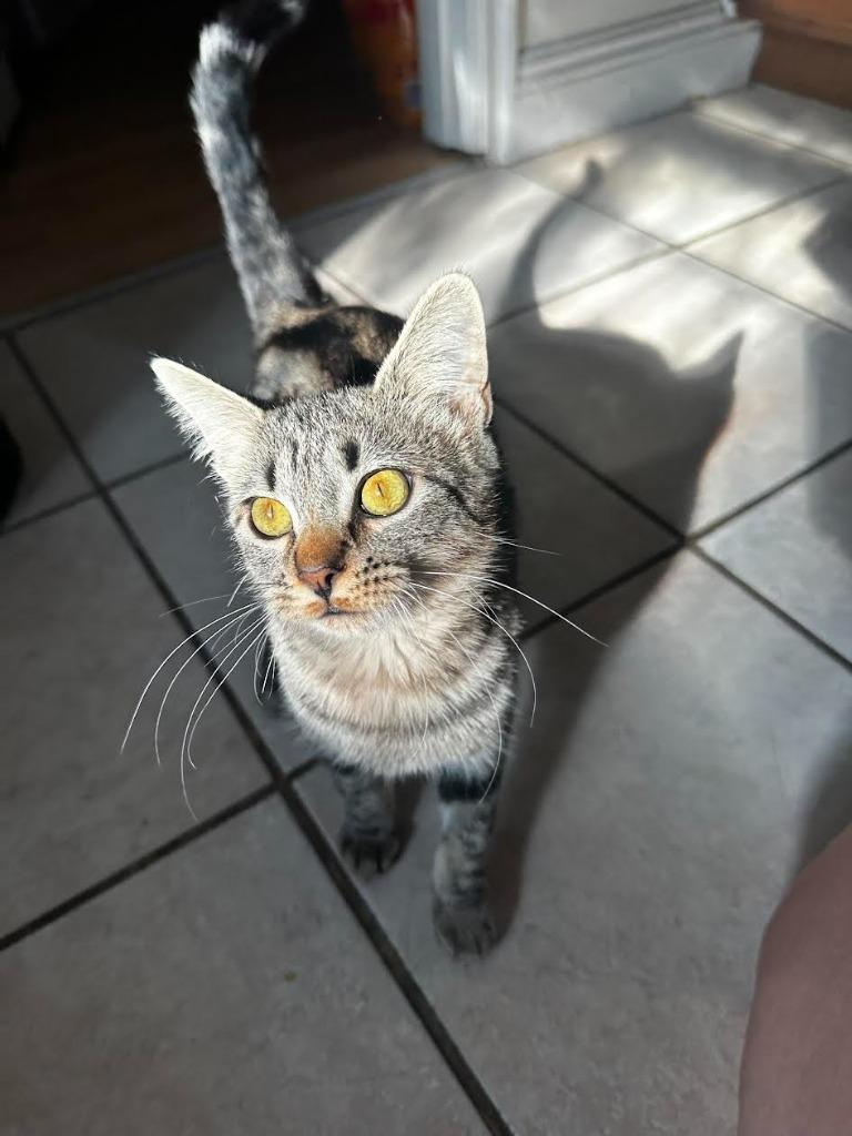 Enlarge Topaz, a Adoptable mixed breed in Salt Lake City, UT image 4/5