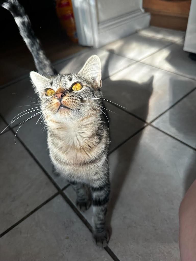 Enlarge Topaz, a Adoptable mixed breed in Salt Lake City, UT image 5/5