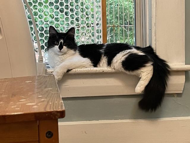 Oreo